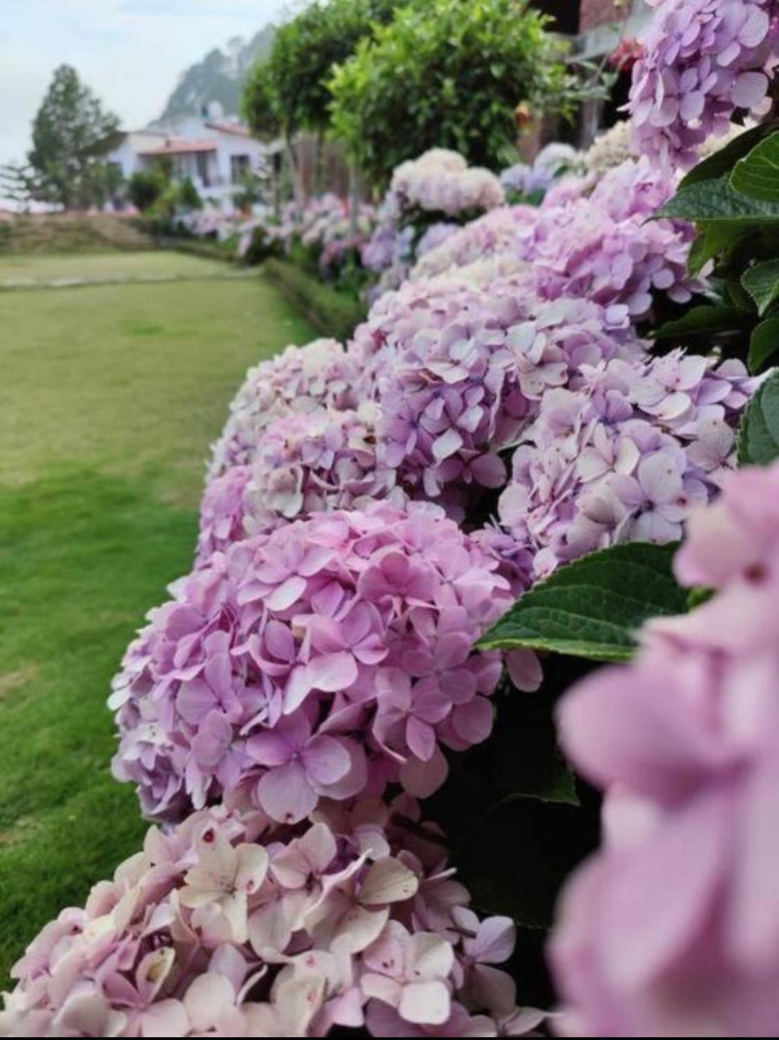 Kafal Tree Home Stay - Pet Friendly Bhowali Dış mekan fotoğraf