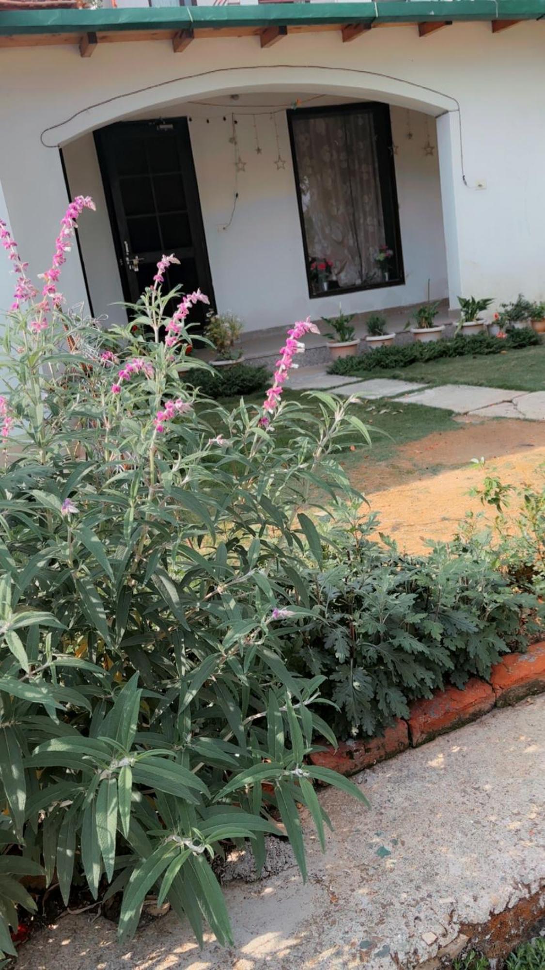 Kafal Tree Home Stay - Pet Friendly Bhowali Dış mekan fotoğraf